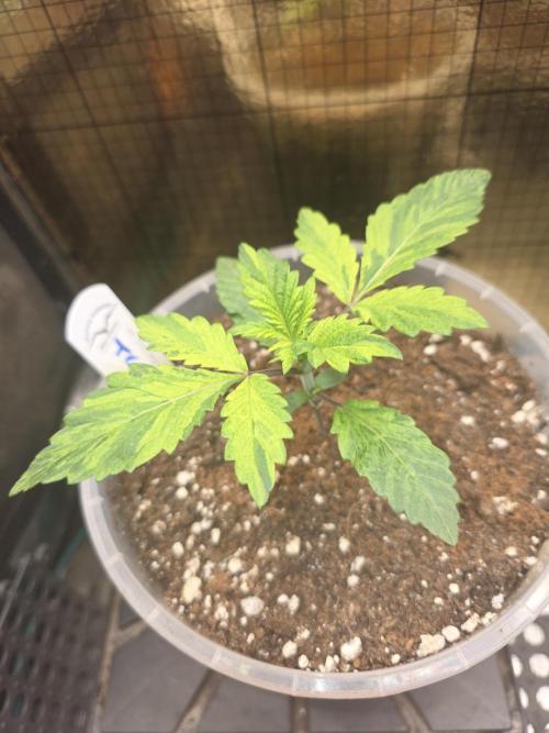 The Special (Gassy) One - F027- Contest. Week 3 - Day 19