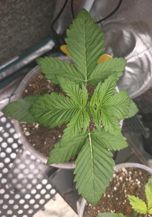 SSSC - Tropical Ice Cream - No Contest. Week 3 - Day 18