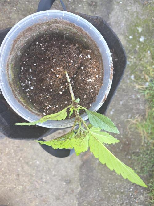SSSC - Tropical Ice Cream - No Contest. Week 3 - while transplanting ...