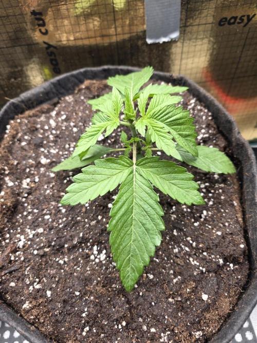 SSSC - Tropical Ice Cream - No Contest. Week 3 - after transplantation