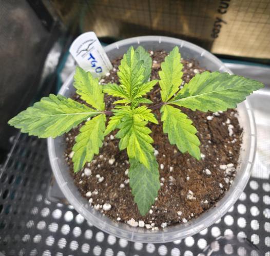 The Special (Gassy) One - F027- Contest. Week 3 - Day 20
