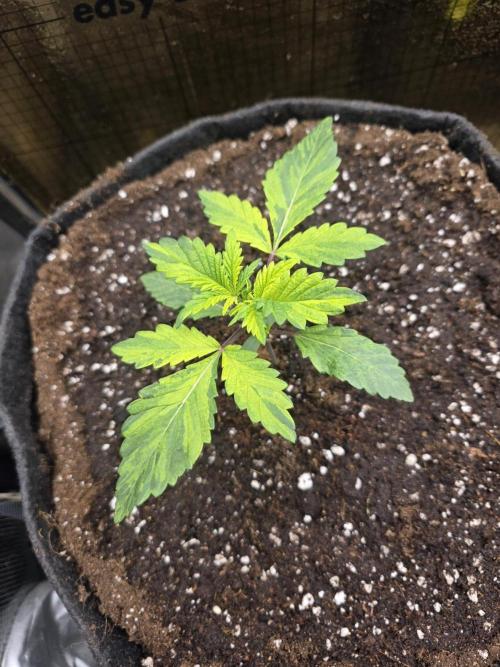 The Special (Gassy) One - F027- Contest. Week 3 - after the transplatation