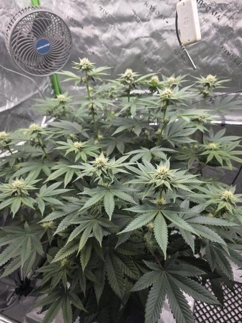 Trop Cherry Gas  - Relentlless. Week 10 - Day 67