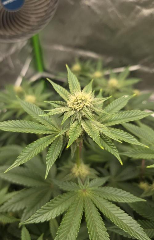Trop Cherry Gas  - Relentlless. Week 10 - Day 67