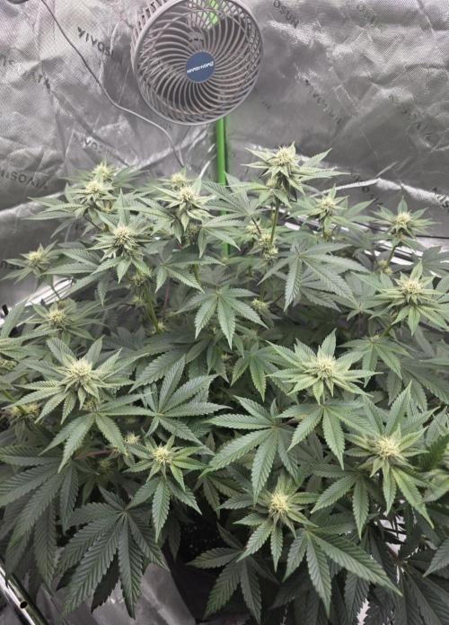 Trop Cherry Gas  - Relentlless. Week 10 - Day 68