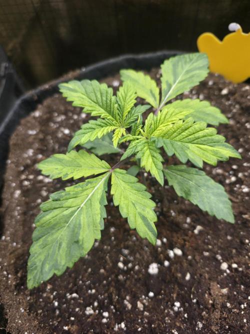 The Special (Gassy) One - F027- Contest. Week 3 - Day 21
