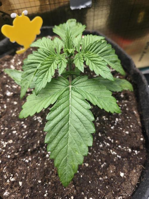 SSSC - Tropical Ice Cream - No Contest. Week 3 - Day 19