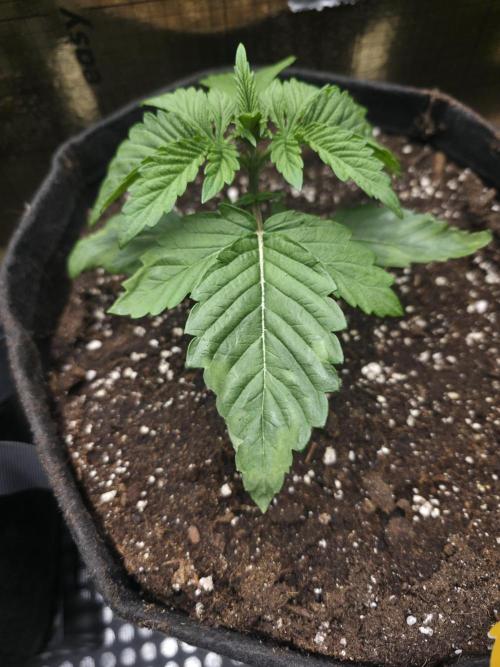 SSSC - Tropical Ice Cream - No Contest. Week 3 - Dried leaves