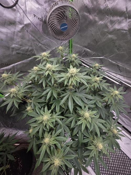 Trop Cherry Gas  - Relentlless. Week 10 - Day 69