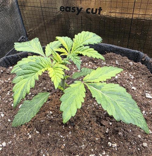 The Special (Gassy) One - F027- Contest. Week 4 - Day 22