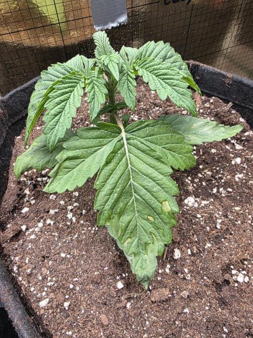 SSSC - Tropical Ice Cream - No Contest. Week 3 - Day 20