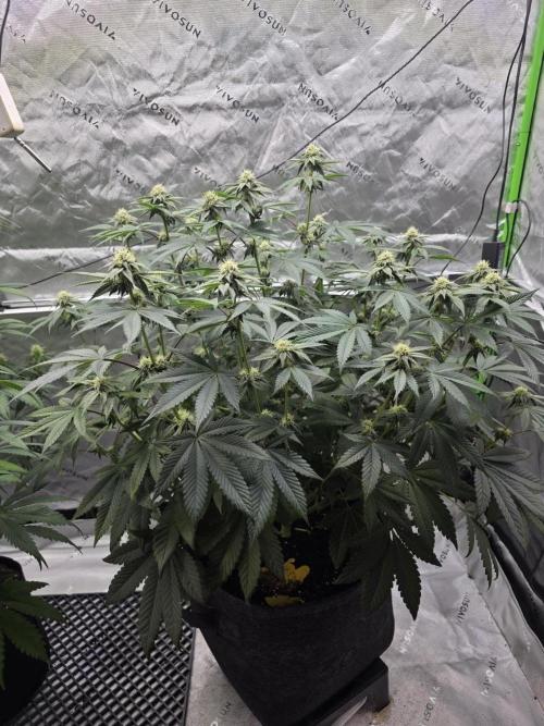 Trop Cherry Gas  - Relentlless. Week 10 - Day 70