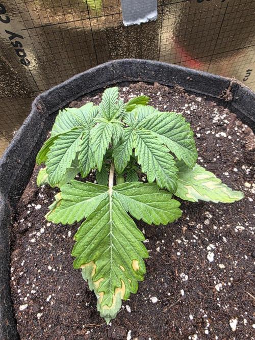 SSSC - Tropical Ice Cream - No Contest. Week 3 - Day 21