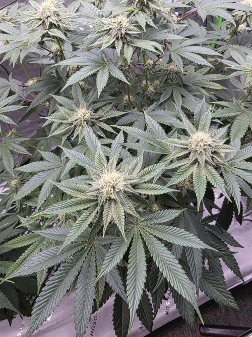 Trop Cherry Gas  - Relentlless. Week 11 - Day 71