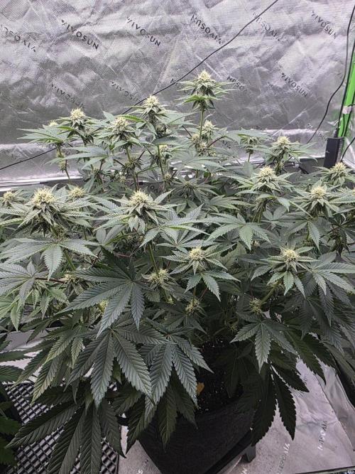 Trop Cherry Gas  - Relentlless. Week 11 - Day 71