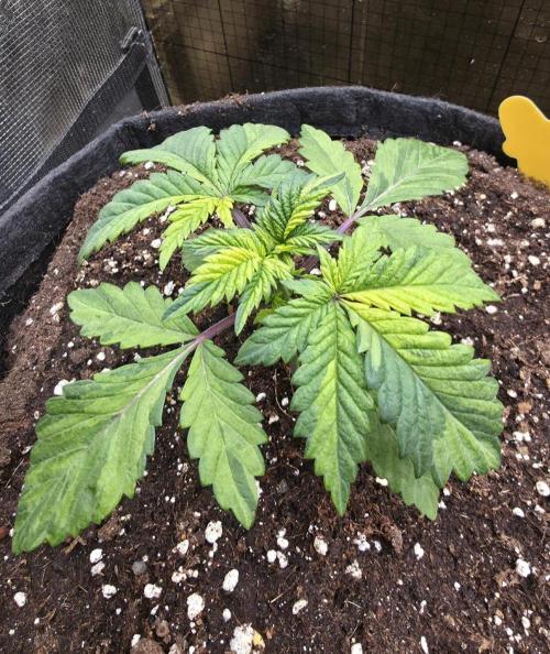 The Special (Gassy) One - F027- Contest. Week 4 - Day 24