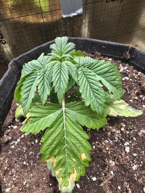 SSSC - Tropical Ice Cream - No Contest. Week 4 - Day 22