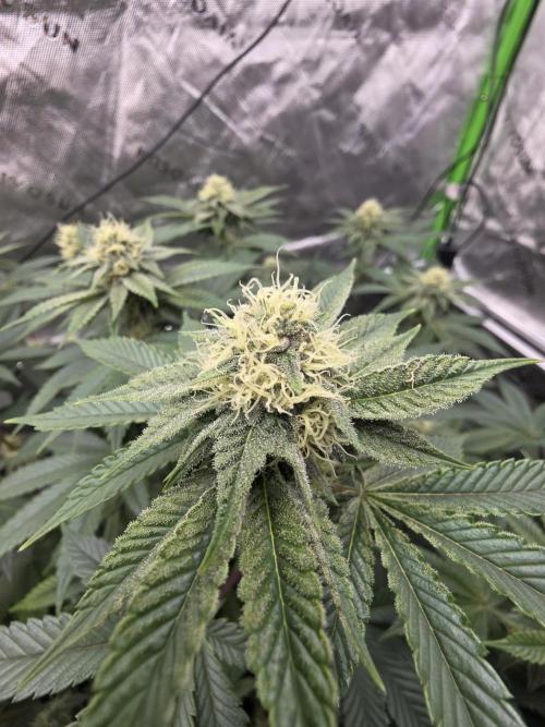 Trop Cherry Gas  - Relentlless. Week 11 - Day 72