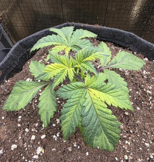 The Special (Gassy) One - F027- Contest. Week 4 - Day 25