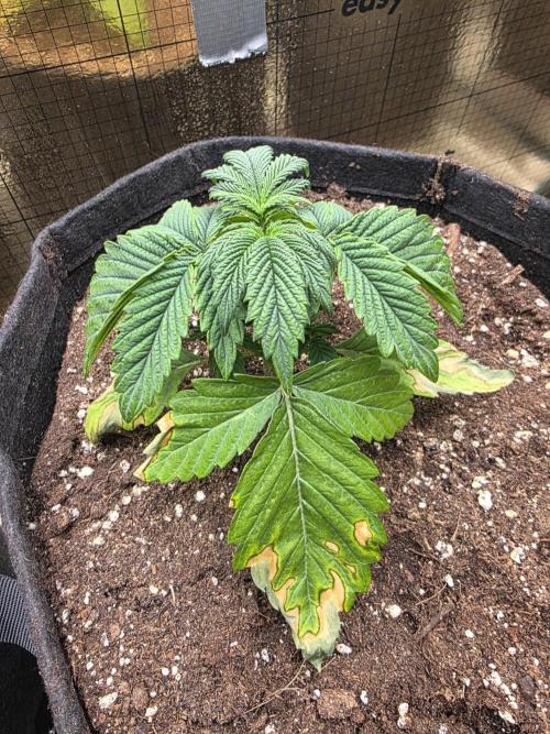 SSSC - Tropical Ice Cream - No Contest. Week 4 - Day 23