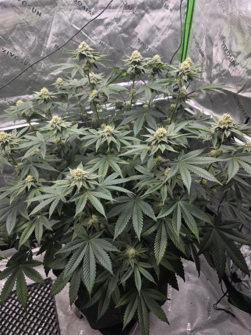 Trop Cherry Gas  - Relentlless. Week 11 - Day 73 
