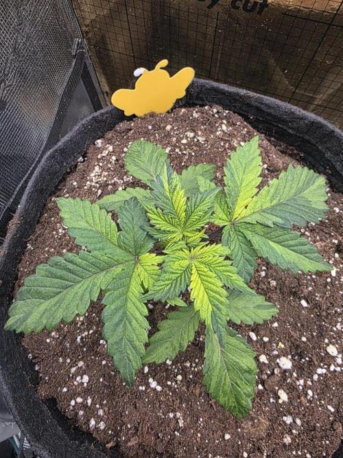The Special (Gassy) One - F027- Contest. Week 4 - Day 26