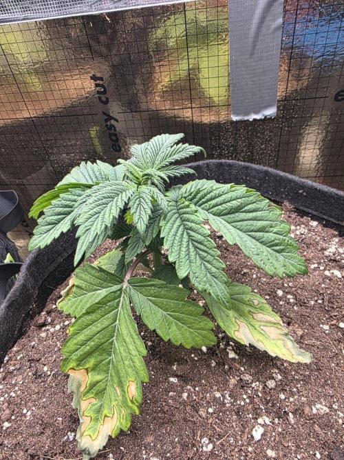 SSSC - Tropical Ice Cream - No Contest. Week 4 - Day 24