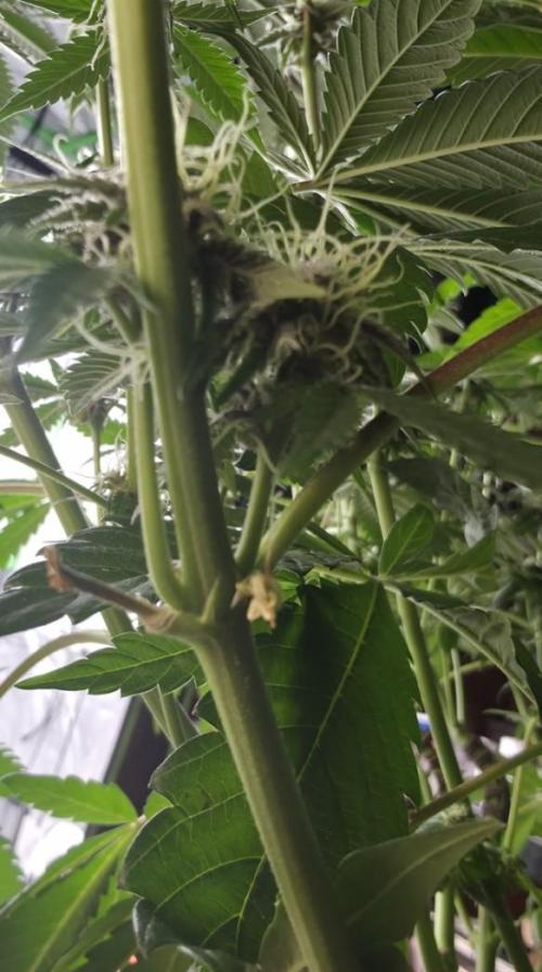 Trop Cherry Gas  - Relentlless. Week 11 - open pollensack 