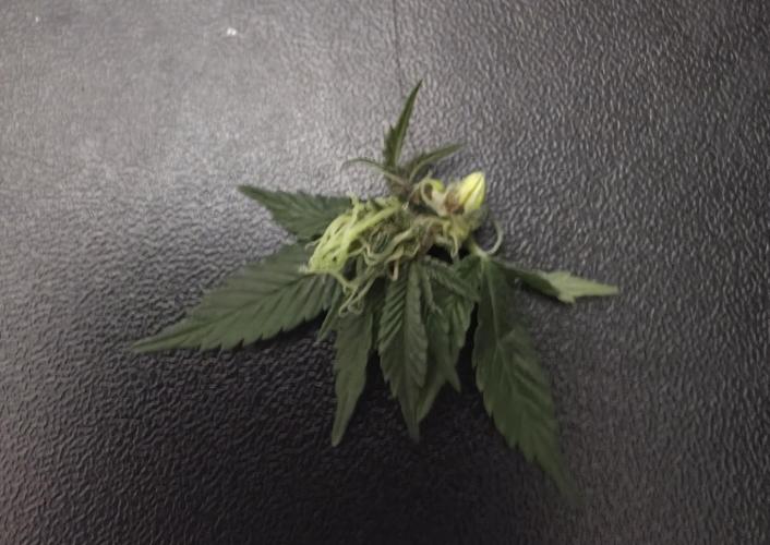 Trop Cherry Gas  - Relentlless. Week 11 - ....