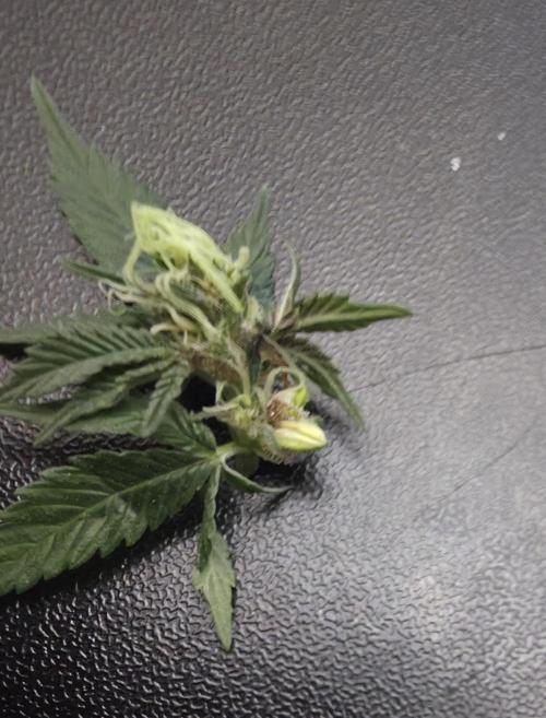 Trop Cherry Gas  - Relentlless. Week 11