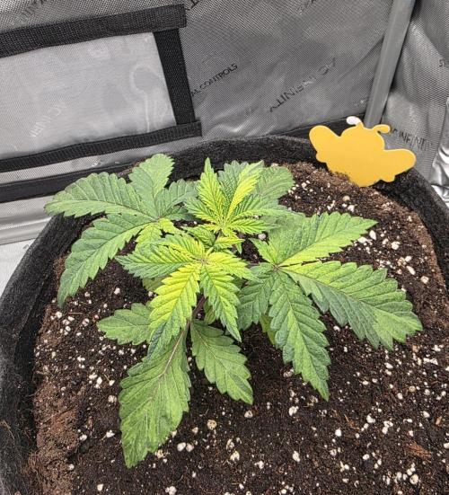The Special (Gassy) One - F027- Contest. Week 4 - Day 27