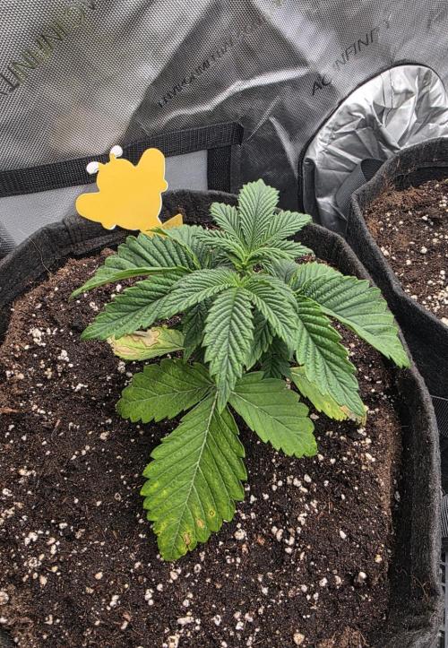 SSSC - Tropical Ice Cream - No Contest. Week 4 - Day 25