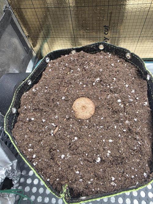 Amnesia Bilbo Auto - Genehtik. Week 0