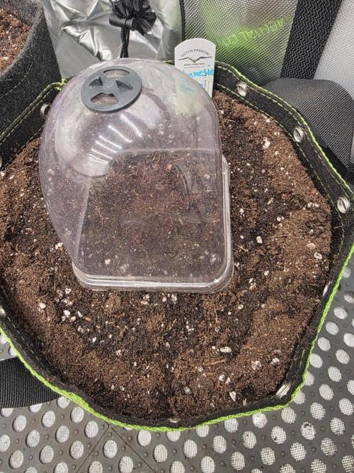 Amnesia Bilbo Auto - Genehtik. Week 0