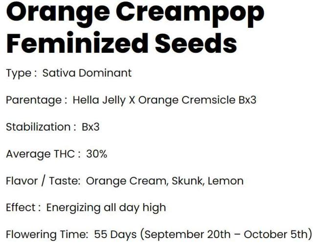 Orange Creampop - HSC. Week 0