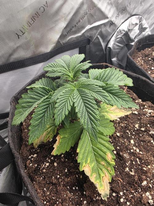 SSSC - Tropical Ice Cream - No Contest. Week 4 - Day 26