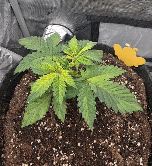The Special (Gassy) One - F027- Contest. Week 4 - Day 28