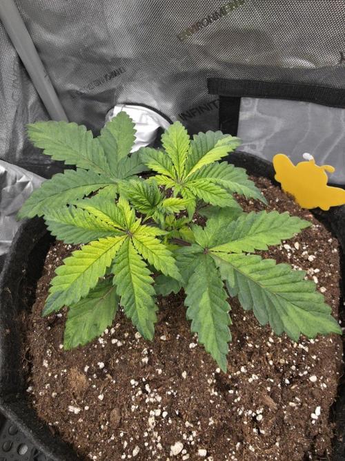 The Special (Gassy) One - F027- Contest. Week 5 - Day 29