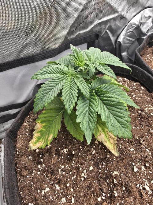 SSSC - Tropical Ice Cream - No Contest. Week 4 - Day 27