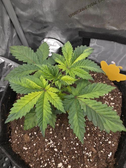 The Special (Gassy) One - F027- Contest. Week 5 - Day 30
