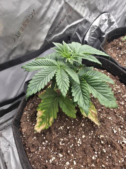 SSSC - Tropical Ice Cream - No Contest. Week 4 - Day 28