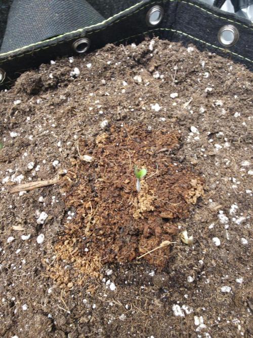 Amnesia Bilbo Auto - Genehtik. Week 1 - Day 1