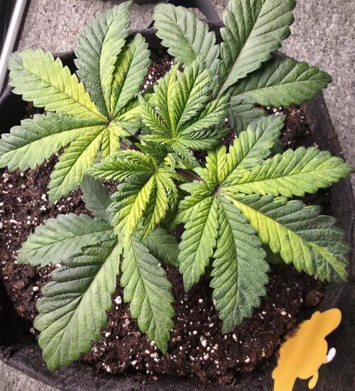 The Special (Gassy) One - F027- Contest. Week 5 - Day 31