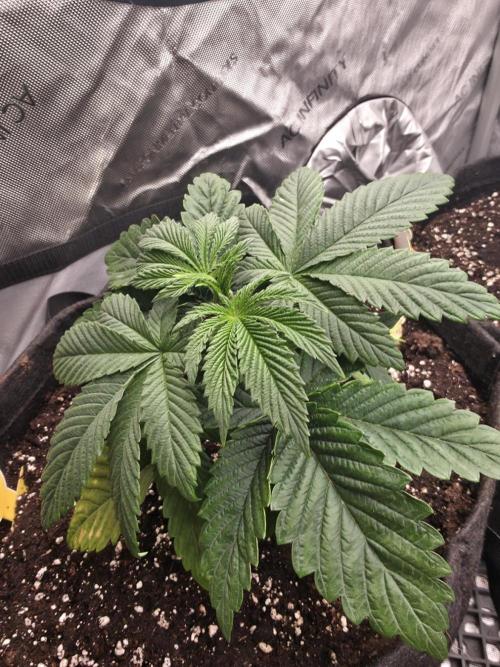 SSSC - Tropical Ice Cream - No Contest. Week 5 - Day 29