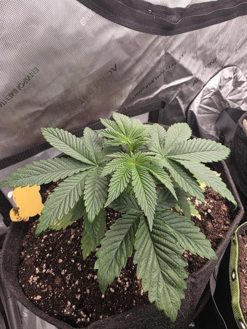 SSSC - Tropical Ice Cream - No Contest. Week 5 - Day 30