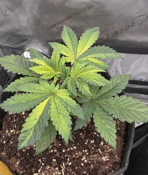 The Special (Gassy) One - F027- Contest. Week 5 - Day 32