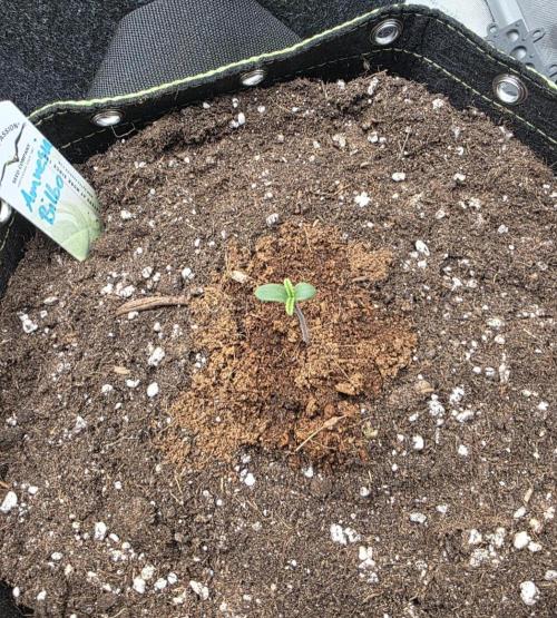 Amnesia Bilbo Auto - Genehtik. Week 1 - Day 2