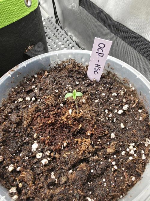 Orange Creampop - HSC. Week 1 - Day 3