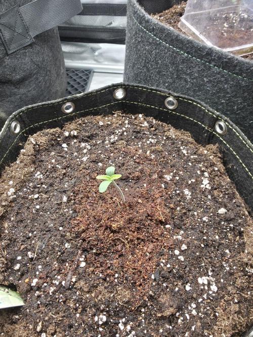 Amnesia Bilbo Auto - Genehtik. Week 1 - Day 3
