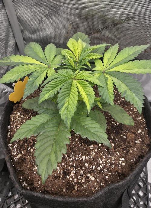 The Special (Gassy) One - F027- Contest. Week 5 - Day 33